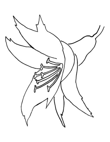 Orchid Flower  Coloring Page